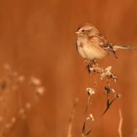 2022 Honorable Mention – “Colors of Nature,” (American tree sparrow), Deer Grove Forest Preserve, Palatine by Monika Bobek Lupa