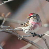 2015 Photo Contest Runner-up- Common Redpoll, Chicago Botanic Garden near Glencoe, Janet Haugen
