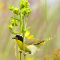 2017 Runner-Up “Common Yellowthroat with Snack” at Poplar Creek Prairie by Lisa Musgrave