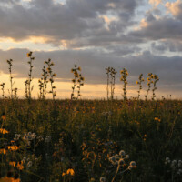 2013 Photo Contest Runner up: Compass plant, Orland Grassland near Orland Park, Jeanne Muellner
