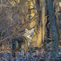 2015 Photo Contest Winner First Place- Coyote, LaBagh Woods near Chicago, Steven Bayer