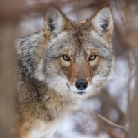 2022 Honorable Mention – “Coyote,” Maple Lake, Lemont by Tim Minnick