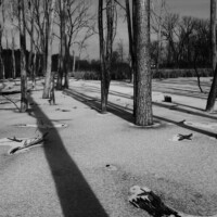 2016 Photo Contest Runnerup Dead Wood, Deer Grove East, Sarah Fallon