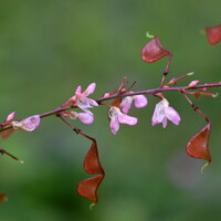 2016 Photo Contest Winner Best Flora – Desmodium Glutinosum in Flower and in Fruit, Zander Woods, Chris Benda