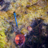 2016 Photo Contest Winner Second Place – Dragonfly, LaBagh Woods, Catherine Krasner