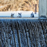 2015 Photo Contest Runner-up- Ducks feeding at Busse Dam, Busse Woods near Elk Grove Village, Wes Iversen