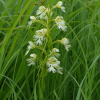 Runner Up: Eastern Prairie Fringed Orchid, Chris Benda