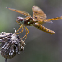 2020 Honorable mention – “Eastern amberwing,” Deer Grove East, Palatine by Janet Haugen