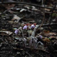 2016 Photo Contest Runner-up-– Emerging Hepatica Black Patridge Woods Katherine Onderdonk