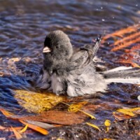 2022 Honorable Mention -“Enjoying a Fall Bath” (dark-eyed junco), Schiller Woods East, Chicago by Carlos Molano