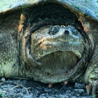 2019 Best Fauna – “Eyes and claw” (Snapping turtle) at Rolling Knolls Forest Preserve Elgin by Gary Henle