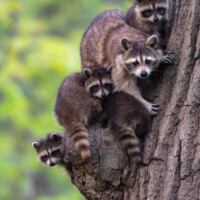 2021 Third Place Winner – “Family tree” (Raccoons), LaBagh Woods, Chicago by William Santus