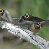 2023 Honorable Mention – “Feed Me!,” (Barn Swallow Fledglings), Deer Grove East, Palatine, by Lisa Musgrave