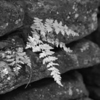 2013 Photo Contest Runner Up: Fern, Sagawau Canyon near Lemont, David Allegretti