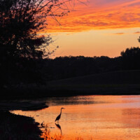 2021 Second Place Winner – “Finding peace and inspiration” (Great blue heron), Schiller Woods East Pond, Chicago by Carlos Molano