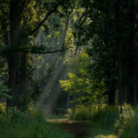 2022 Honorable Mention – “First light,” Salt Creek Woods Nature Preserve, Westchester by William Santus