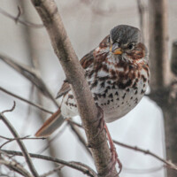 2021 Honorable mention – “Fox Sparrow,” Crabtree Nature Center, Barrington by Janet Haugen