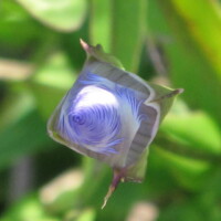 2012 Photo Contest Runner up: Fringed gentian, Somme Prairie Grove near Northbrook, Eliezer Margolis