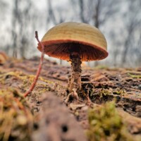 2016 Photo Contest Winner Third Place – Fungus on Dead Wood, Schiller Woods, Andrea Baldi