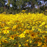 2009 Photo Contest Runner-up: Sunflowers at Wolf Road Prairie by E.J. Neafsey of Western Springs