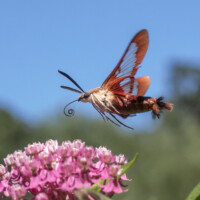 2017 Runner-Up “Getting ready to sip some nectar” at Deer Grove West by Sarah Fallon