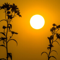 2020 Honorable mention – “Golden hour” (Sawtooth sunflowers), Wolf Road Prairie, Westchester by Fidencio Marbella