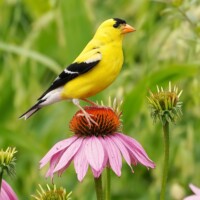 2021 Honorable mention – “Goldfinch on Purple Coneflower” (American Goldfinch), Chicago Botanic Garden, Glencoe by Carlos Molano