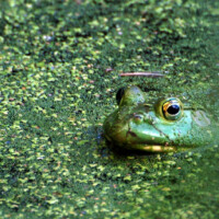 2010 Photo Contest Winner Second Place: Roger Keller, green frog, Hidden Pond near Hickory Hills