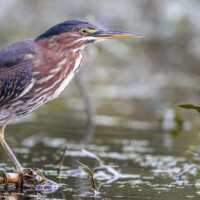 2015 Photo Contest Runner-up- Green Heron, Busse Woods near Elk Grove Village, Shreeni Rao