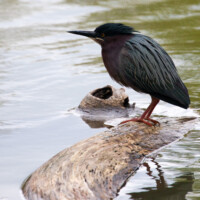 2016 Photo Contest Runner-up – Green Heron, Eggers Grove, Catherine Krasner