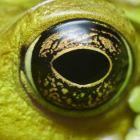 2017 Runner-Up “Green frog eye to eye” at Crabtree Nature Center by Edward Boe