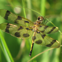 2009 Photo Contest Winner Best Flora – Shooting Stars at Deer Grove by Ron Vargason of Arlington Heights
