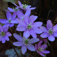 2022 Best Flora – “Hepatica cluster,” (Hepatica acutiloba), Sand Ridge Nature Center, Lansing by Michael Kobe