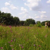 2014 Photo Contest Runner Up: Hikers and purple prairie clover, Bluff Spring Fen near Elgin, Alice Brandon