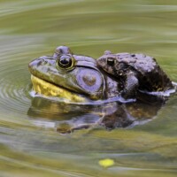 2022 Honorable Mention – “Hitching a Ride” (American toad on top of American bullfrog), Thatcher Glen pond, River Forest by Roberta Appleby
