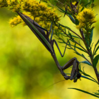 2023 Honorable Mention, Youth – “Hunger,” (Carolina Mantis), Paul Douglas Preserve, Hoffman Estates by Elm Stoelinga