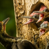 2023 First Place Winner – “Hungry Mouths,” (Pileated Woodpecker), Palos South Woods, Palos Park by Tim Minnick
