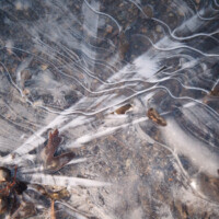 2011 Photo Contest Second Place: Thatcher Woods, near River Forest, Dave Coulter