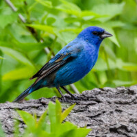 2020 Honorable mention (youth) – “Indigo bunting,” McCormick Woods, North Riverside by Adeline Callaghan