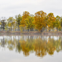 2017 Second Place Winner “Island of Mist and Fog” at Busse Woods by Michelle Puszka