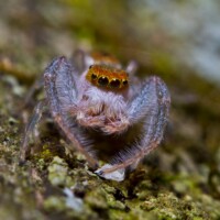 2012 Photo Contest Winner Best fauna: Jumping spider, Crabtree Nature Preserve near Barrington, Edward Boe