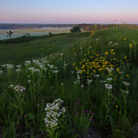 First Place: Kame-top diversity, Shoe Factory Road Prairie near Hoffman Estates, Robert Callebert