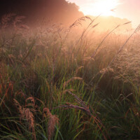 2010 Photo Contest Winner First Place: Bob Callebert, Kloempken Prairie near Des Plaines