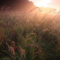 2010 Photo Contest Winner First Place: Bob Callebert, Kloempken Prairie near Des Plaines