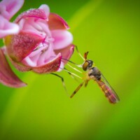 2022 Best Fauna (non-bird) – “Landing on Milkweed,” Busse Woods, Elk Grove Village by Maria Sacha