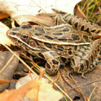 2011 Photo Contest Runner-up: Leopard Frog, Sand Ridge Nature Center, near Calumet City, Karen Garrett