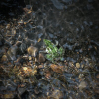 2015 Photo Contest Winner Third Place- Leopard Frog underwater, Bluff Spring Fen near Elgin, Tina Onderdonk