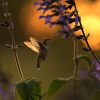 2023 Second Place Winner – “Let the Light In,” (Ruby-throated Hummingbird), Chicago Botanic Garden by Carlos Molano