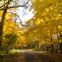 2009 Photo Contest Runner-up: Linne Woods by Judy Clar of Des Plaines