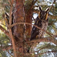 2012 Photo Contest Winner Second place: Long-eared owls, Bartel Grasslands near Matteson, Joe Occhiuzzo